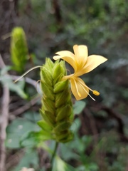Barleria crossandriformis