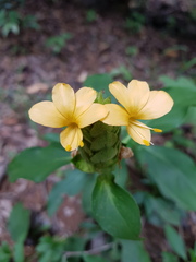 Barleria crossandriformis