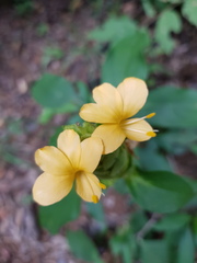Barleria crossandriformis