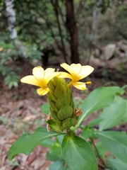 Barleria crossandriformis