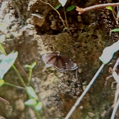 Euploea crameri bremeri