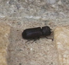 Apatides fortis