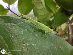 Phlugis virens