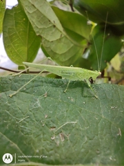 Phlugis virens
