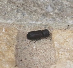 Apatides fortis