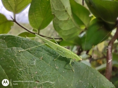 Phlugis virens