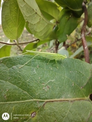 Phlugis virens
