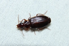 Plochionus timidus
