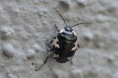 Tritomegas rotundipennis