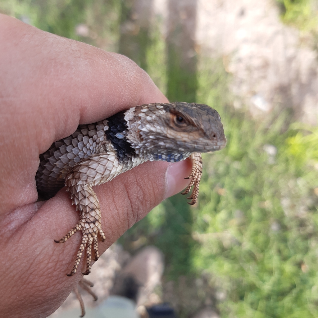 Crevice Spiny Lizard from 34607 Dgo., México on April 14, 2022 at 06:35 ...