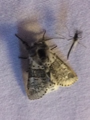 Furcula occidentalis