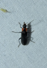 Rhagonycha lineola