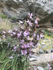 Salvia fruticosa