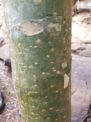 Commiphora marlothii