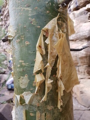 Commiphora marlothii