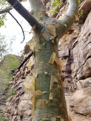 Commiphora marlothii