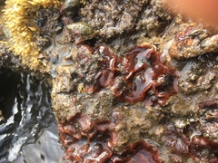 Watersipora subtorquata