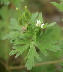 Geranium texanum
