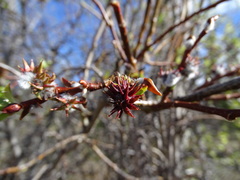 Salix pseudomyrsinites