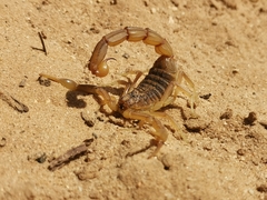 Occitanus