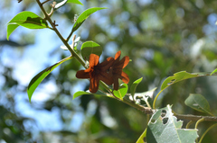 Cordia gerascanthus