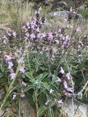 Salvia fruticosa