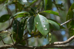 Cordia gerascanthus
