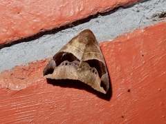 Bastilla joviana