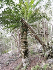Encephalartos altensteinii