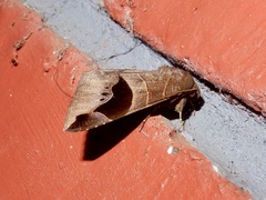Bastilla joviana