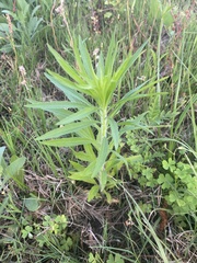 Erigeron canadensis pusillus