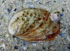 Haliotis tuberculata tuberculata