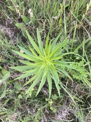 Erigeron canadensis pusillus