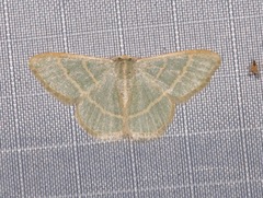 Chlorochlamys appellaria