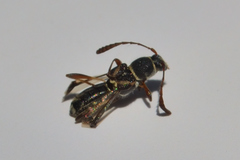 Tomopterus exilis
