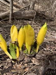 Lysichiton