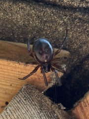 Steatoda nobilis