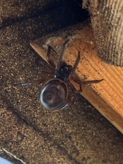 Steatoda nobilis