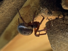 Steatoda nobilis