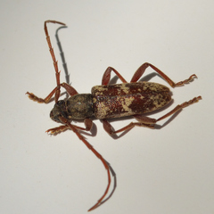 Anelaphus yucatecus