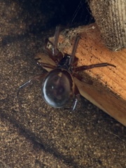 Steatoda nobilis