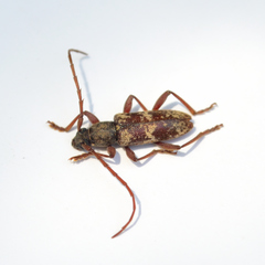 Anelaphus yucatecus