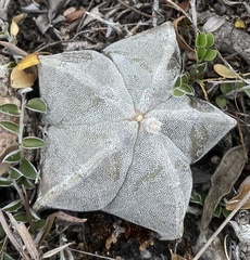 Astrophytum
