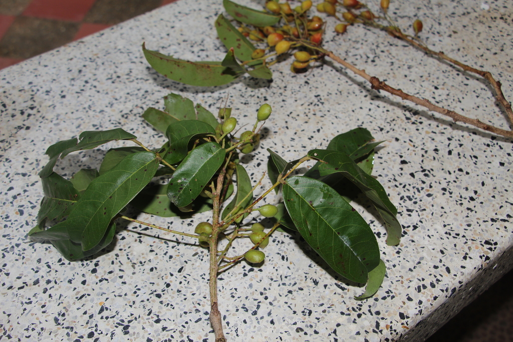 Connarus venezuelanus (Connarus venezuelanus)