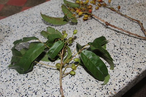 Connarus venezuelanus (Connarus venezuelanus)
