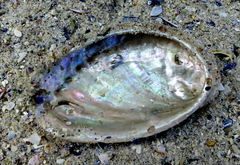 Haliotis tuberculata tuberculata