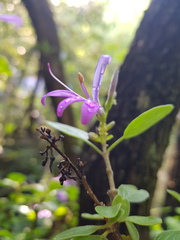 Chorisochora transvaalensis