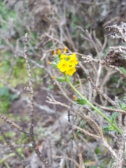 Amsinckia spectabilis