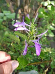 Chorisochora transvaalensis