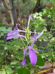 Chorisochora transvaalensis